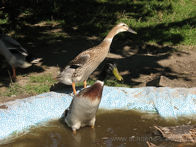 Asiatische Laufenten.jpg - Asiatische Laufenten